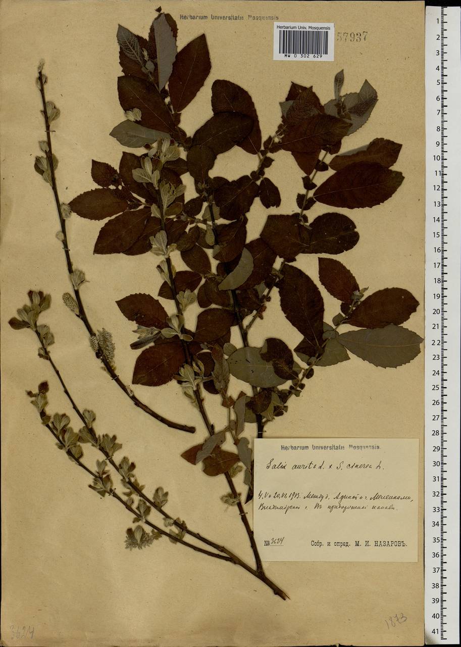 Salix aurita × cinerea, Eastern Europe, Central region (E4) (Russia)