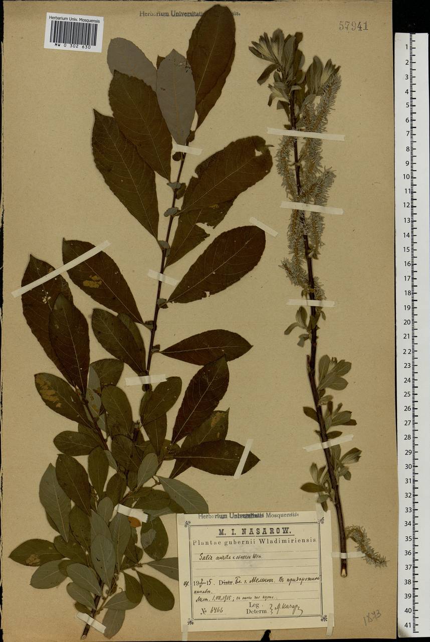 Salix aurita × cinerea, Eastern Europe, Central region (E4) (Russia)