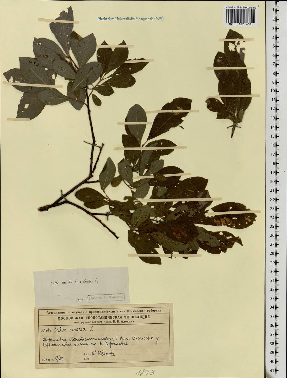 Salix aurita × cinerea, Eastern Europe, Moscow region (E4a) (Russia)