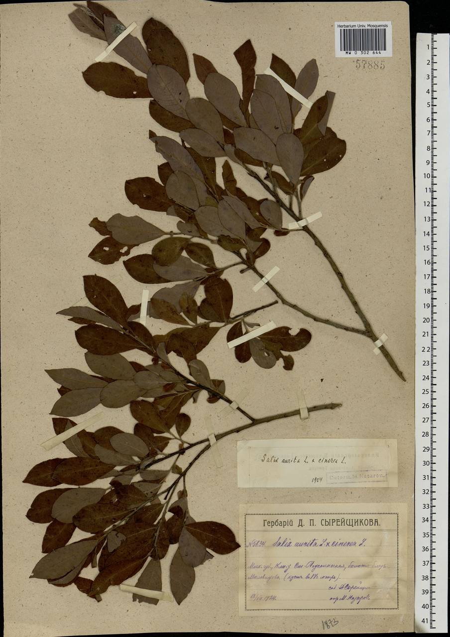 Salix aurita × cinerea, Eastern Europe, Moscow region (E4a) (Russia)