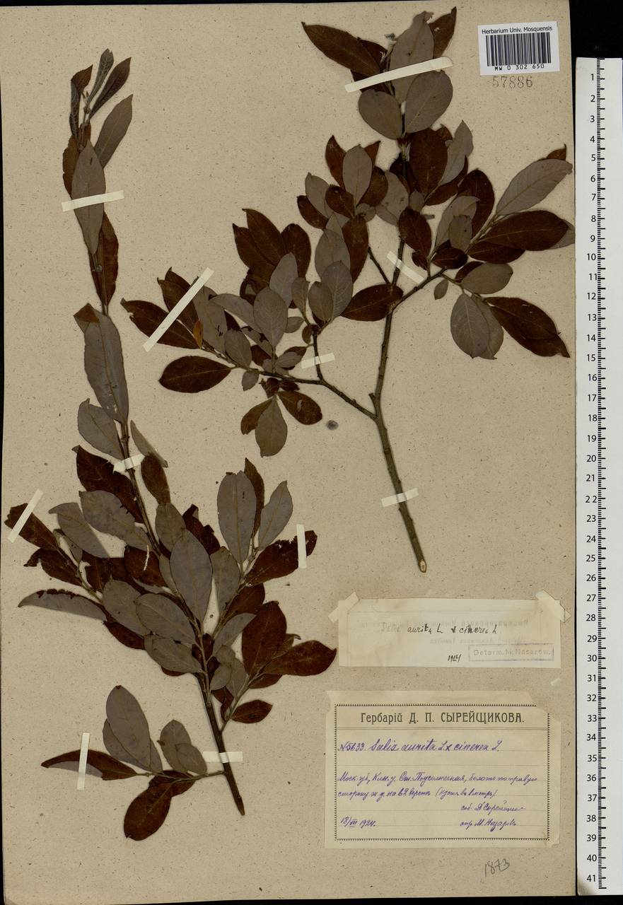 Salix aurita × cinerea, Eastern Europe, Moscow region (E4a) (Russia)