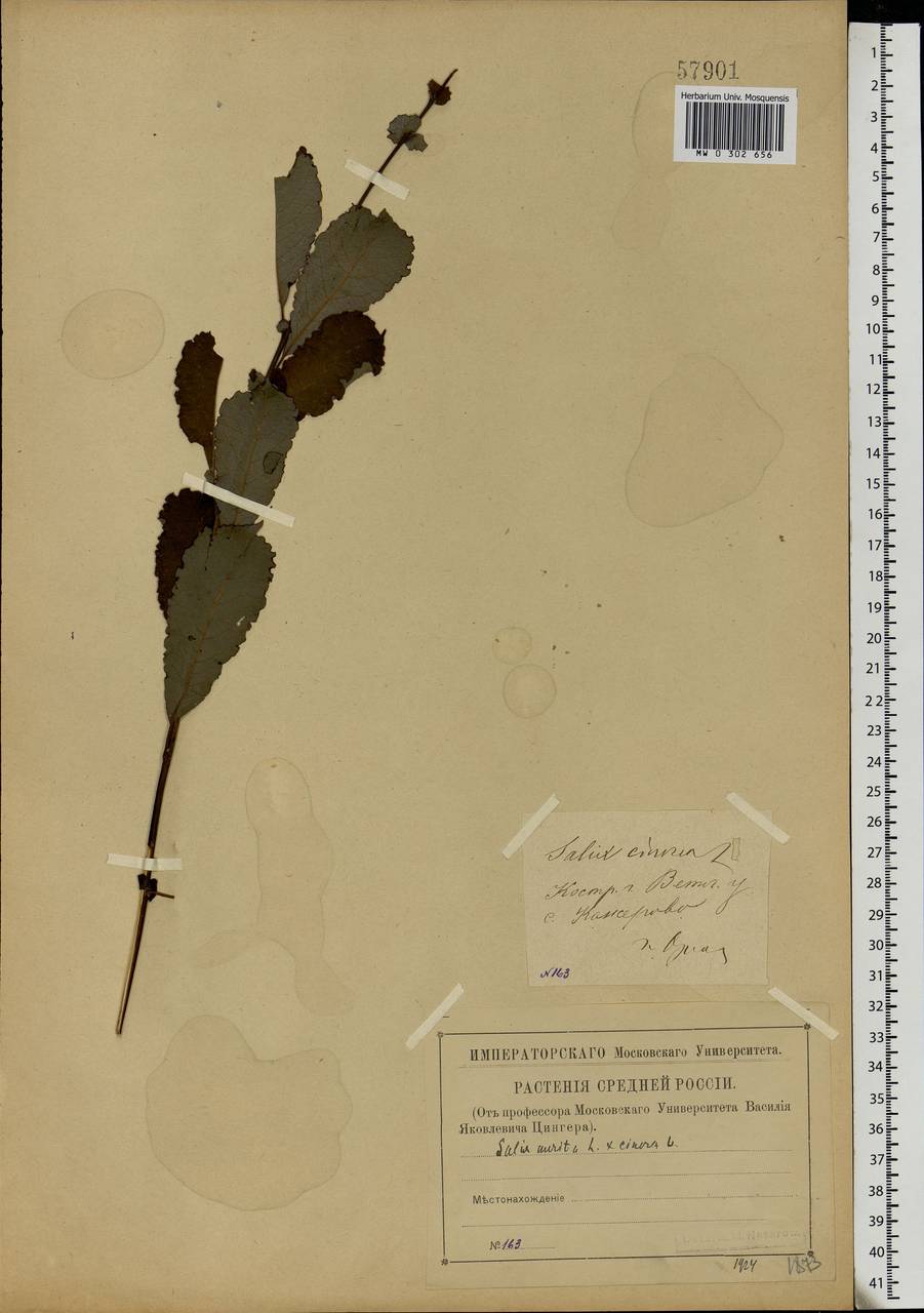Salix aurita × cinerea, Eastern Europe, Central forest region (E5) (Russia)