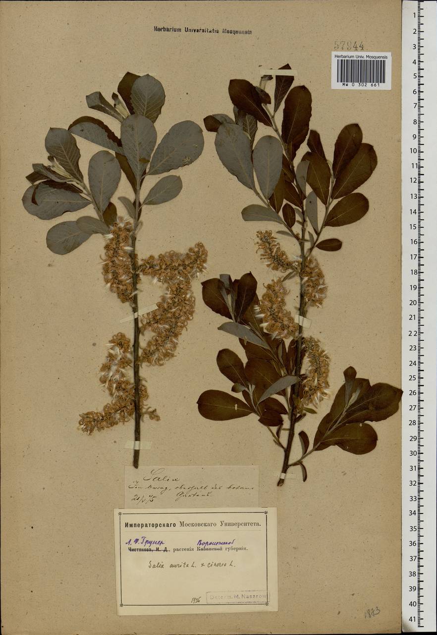 Salix aurita × cinerea, Eastern Europe, Central forest-and-steppe region (E6) (Russia)