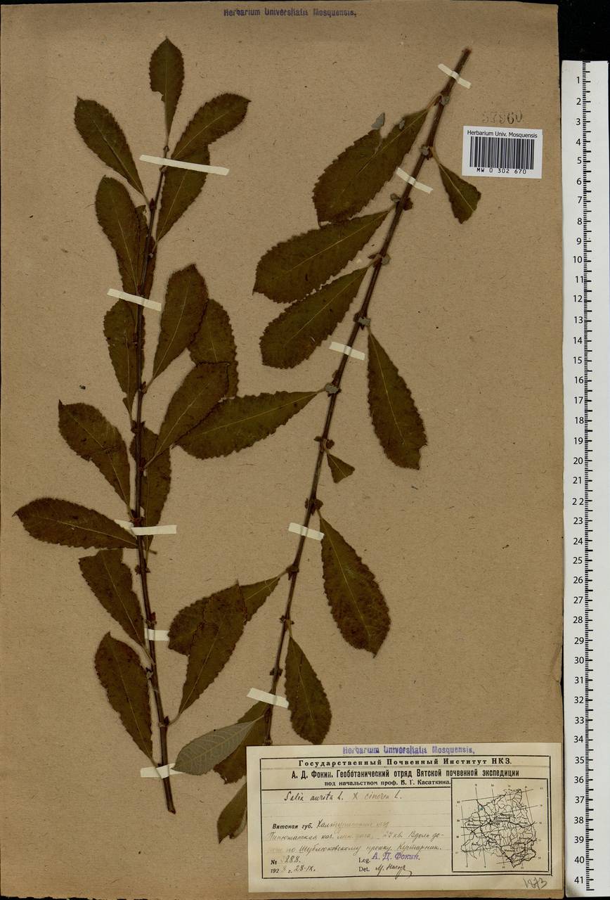 Salix aurita × cinerea, Eastern Europe, Volga-Kama region (E7) (Russia)