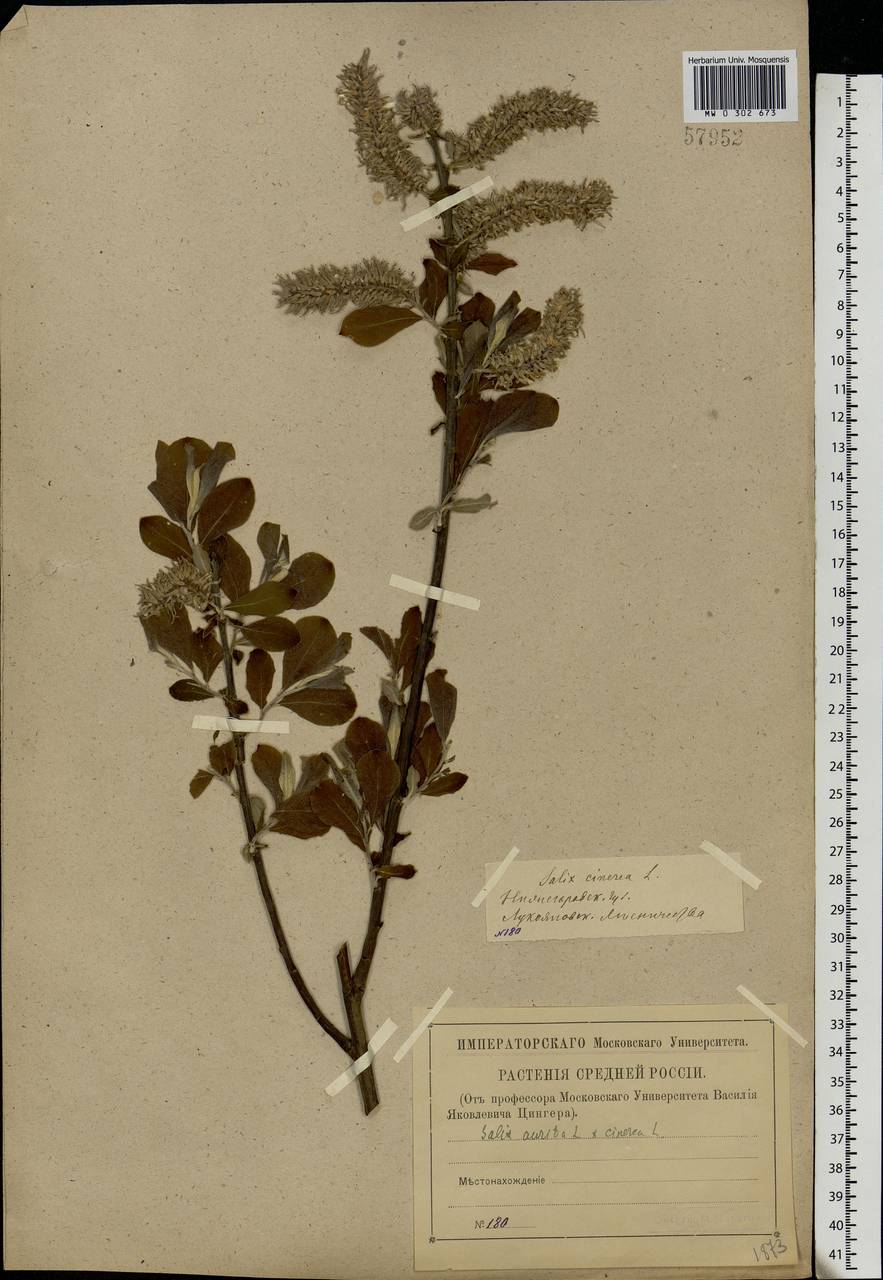 Salix aurita × cinerea, Eastern Europe, Volga-Kama region (E7) (Russia)
