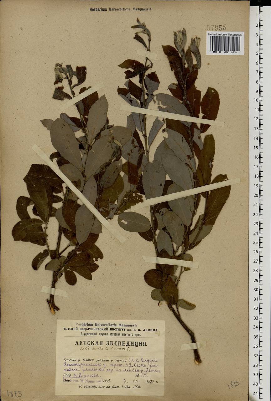 Salix aurita × cinerea, Eastern Europe, Volga-Kama region (E7) (Russia)