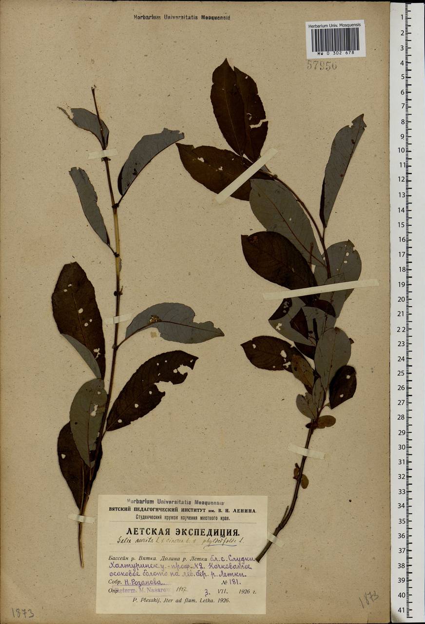 Salix aurita × cinerea, Eastern Europe, Volga-Kama region (E7) (Russia)