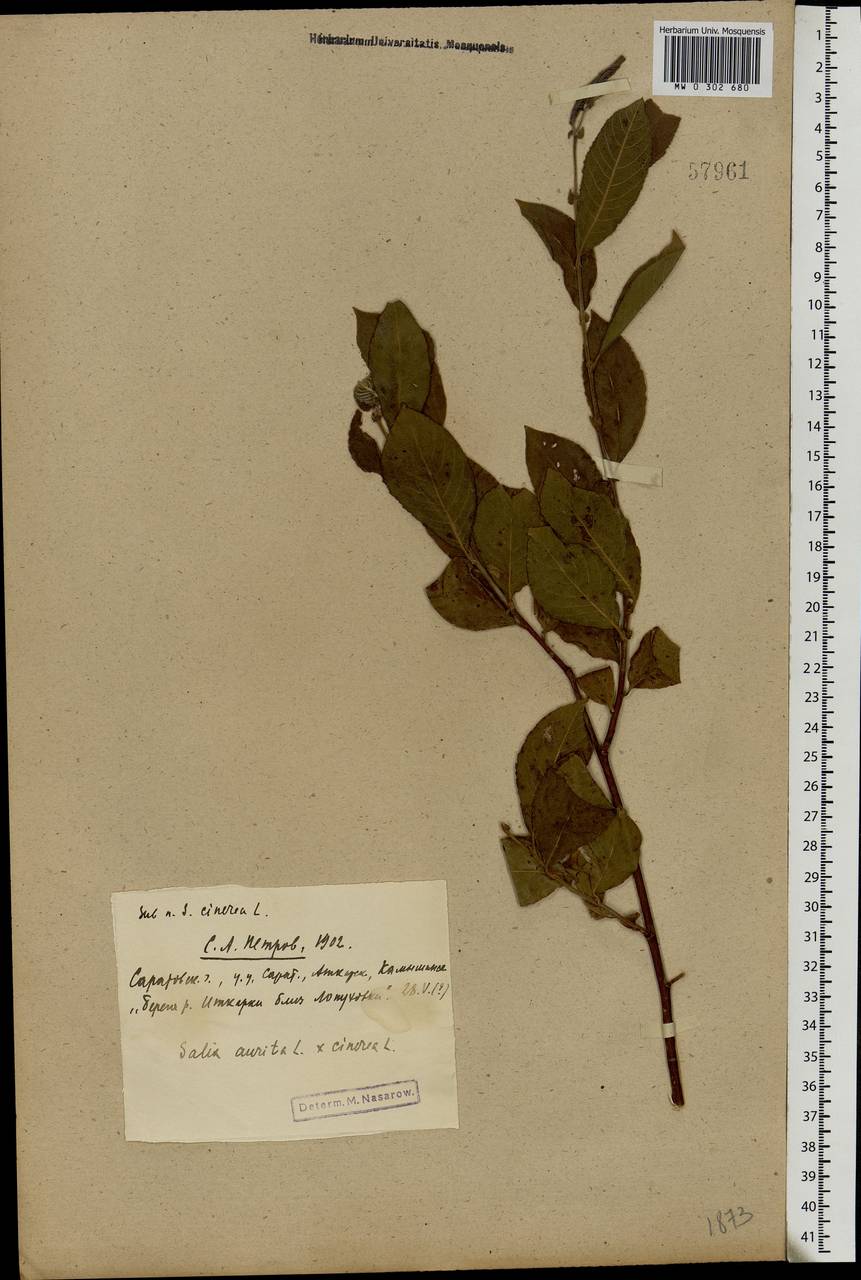 Salix aurita × cinerea, Eastern Europe, Lower Volga region (E9) (Russia)