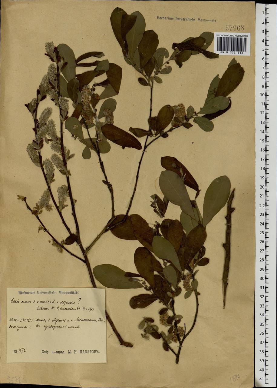 Salix aurita × cinerea, Eastern Europe, Central region (E4) (Russia)
