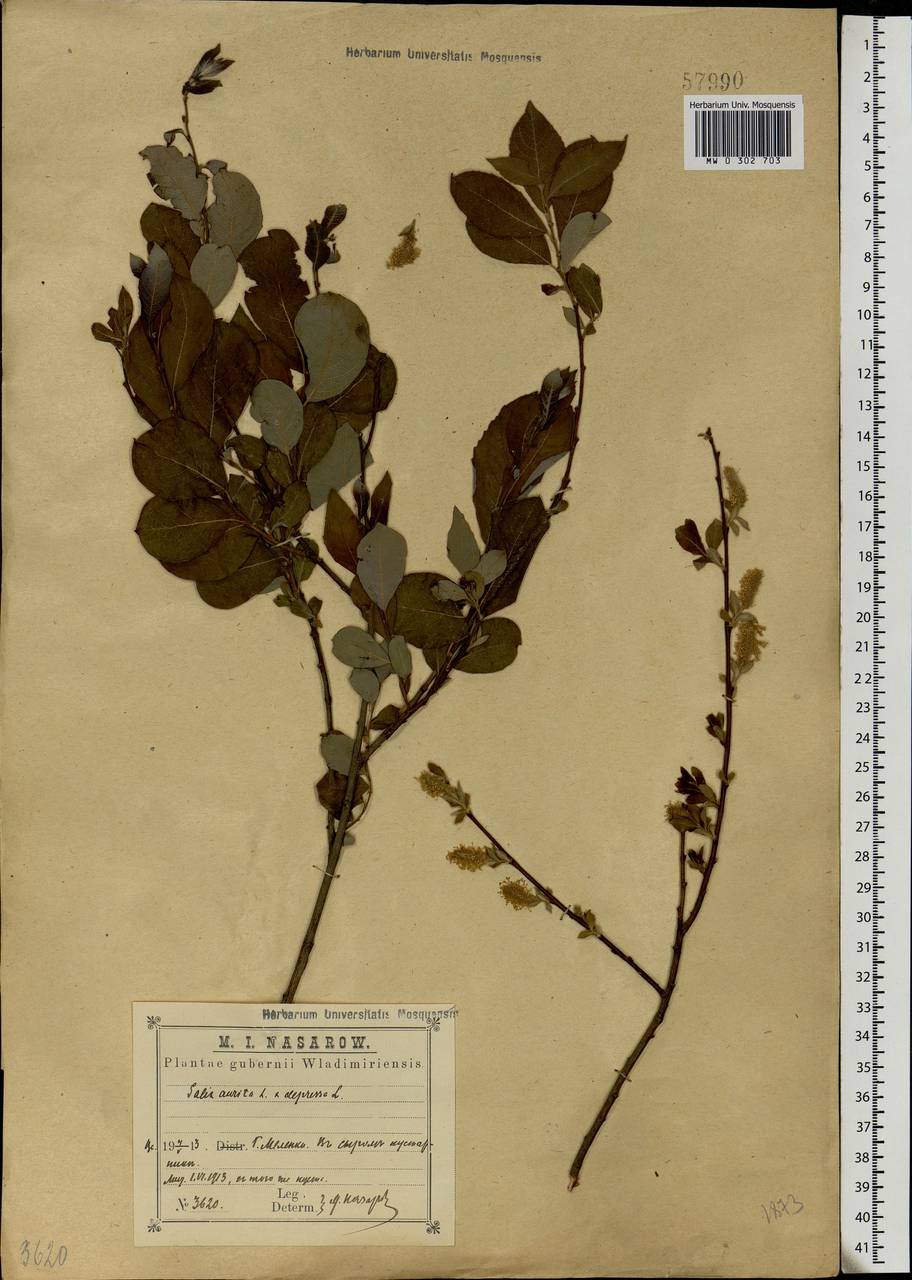 Salix aurita × starkeana, Eastern Europe, Central region (E4) (Russia)