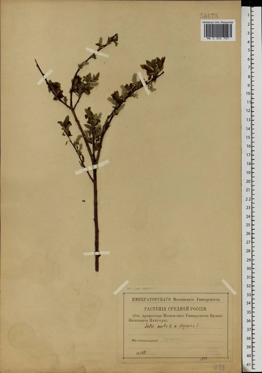 Salix aurita × starkeana, Eastern Europe, Central region (E4) (Russia)