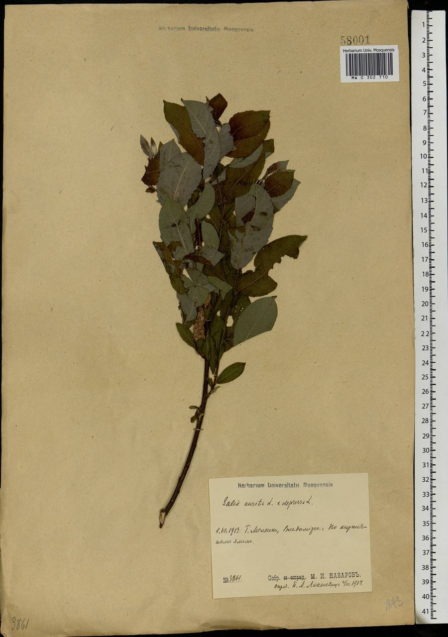 Salix aurita × starkeana, Eastern Europe, Central region (E4) (Russia)