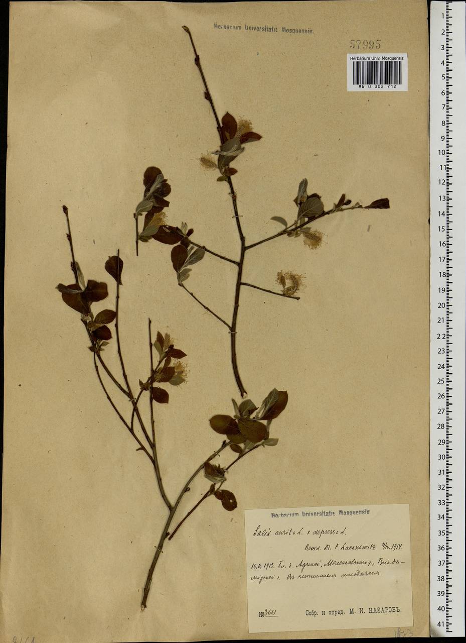 Salix aurita × starkeana, Eastern Europe, Central region (E4) (Russia)