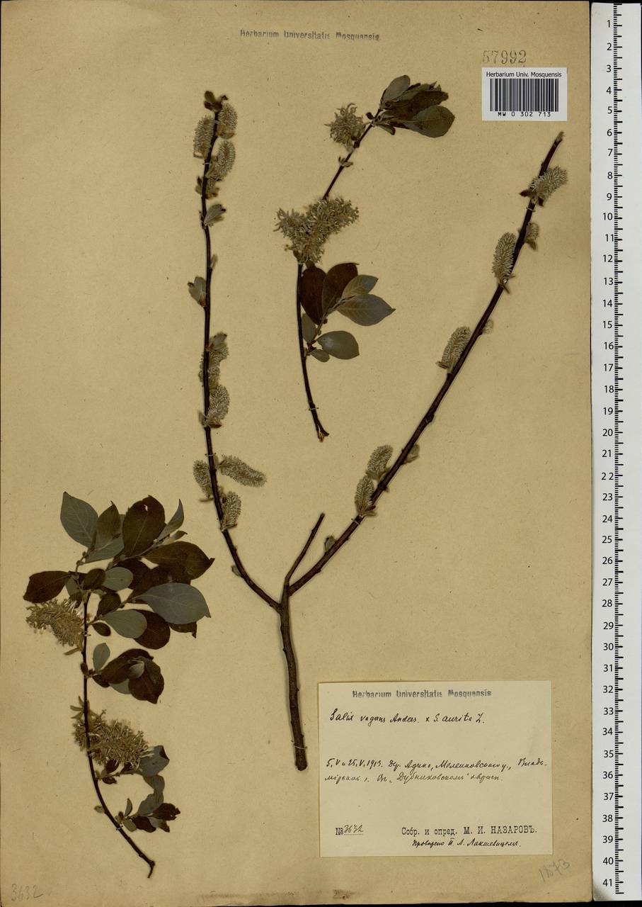 Salix aurita × starkeana, Eastern Europe, Central region (E4) (Russia)
