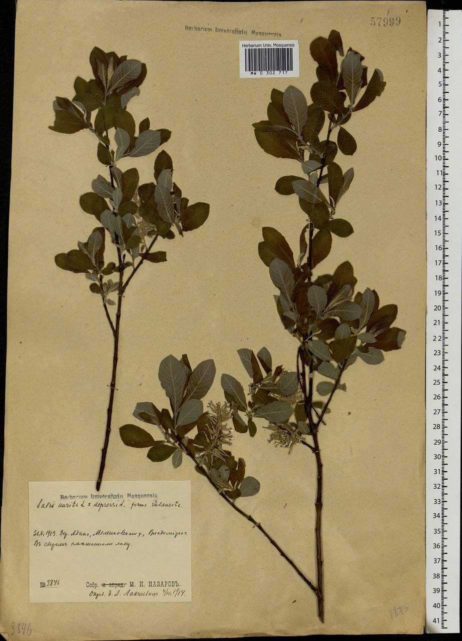 Salix aurita × starkeana, Eastern Europe, Central region (E4) (Russia)