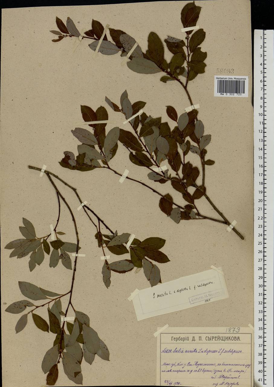 Salix aurita × starkeana, Eastern Europe, Moscow region (E4a) (Russia)