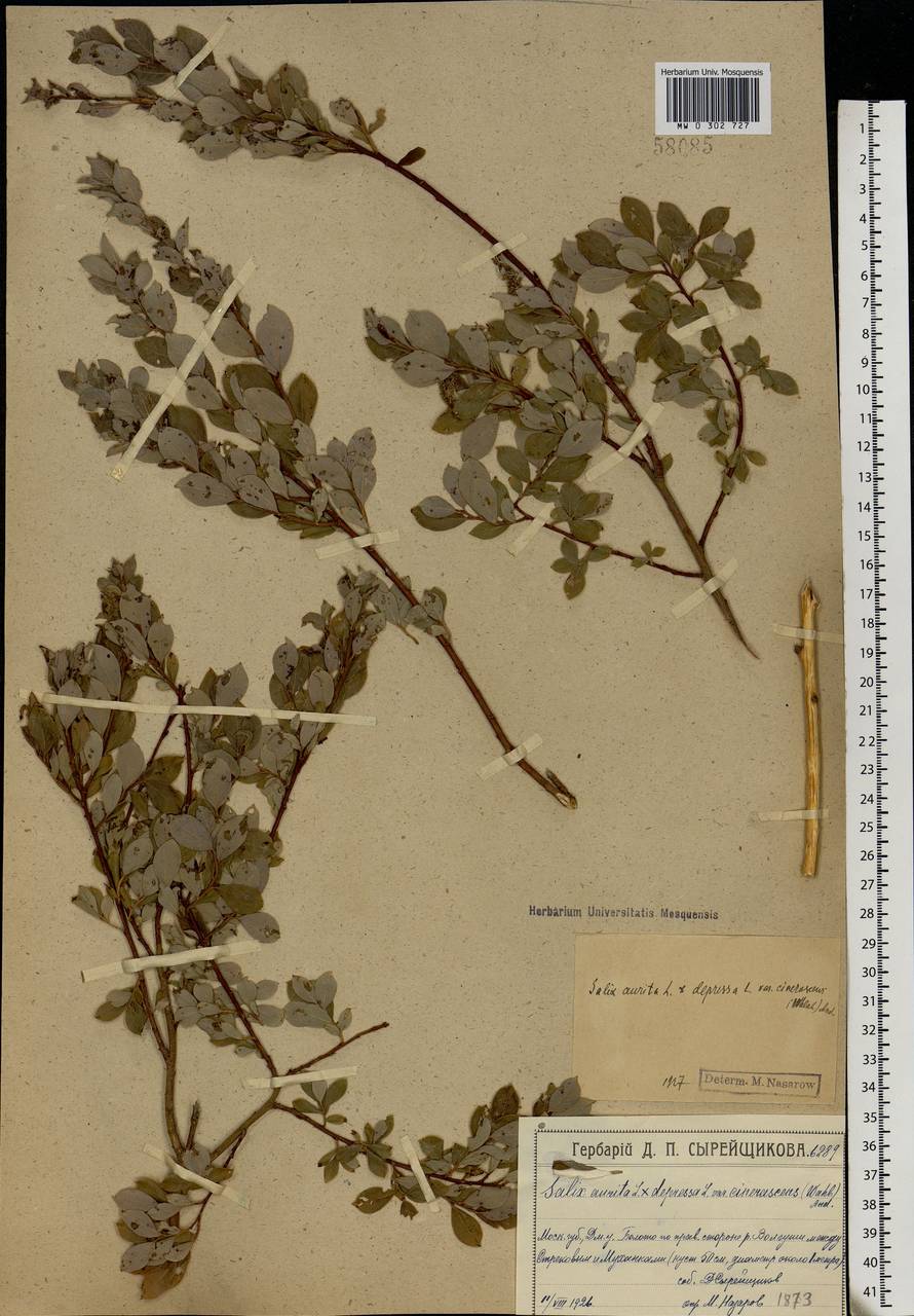 Salix aurita × starkeana, Eastern Europe, Moscow region (E4a) (Russia)