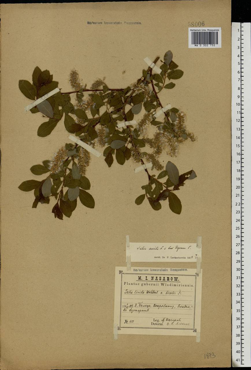 Salix aurita × starkeana, Eastern Europe, Central region (E4) (Russia)
