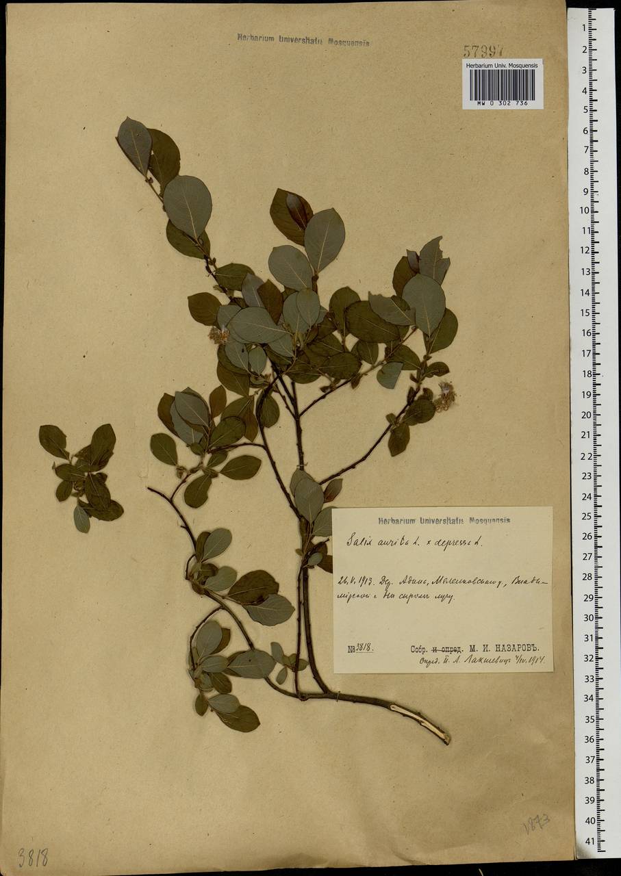 Salix aurita × starkeana, Eastern Europe, Central region (E4) (Russia)