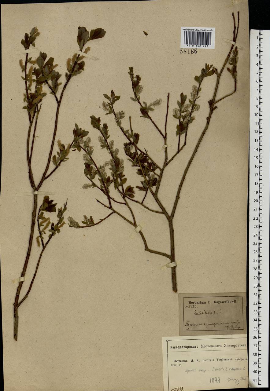 Salix aurita × starkeana, Eastern Europe, Central forest-and-steppe region (E6) (Russia)