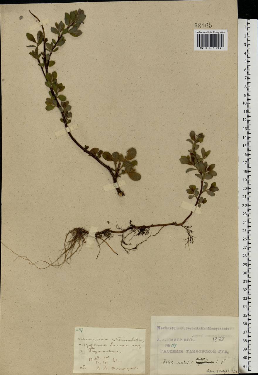 Salix aurita × starkeana, Eastern Europe, Central forest-and-steppe region (E6) (Russia)