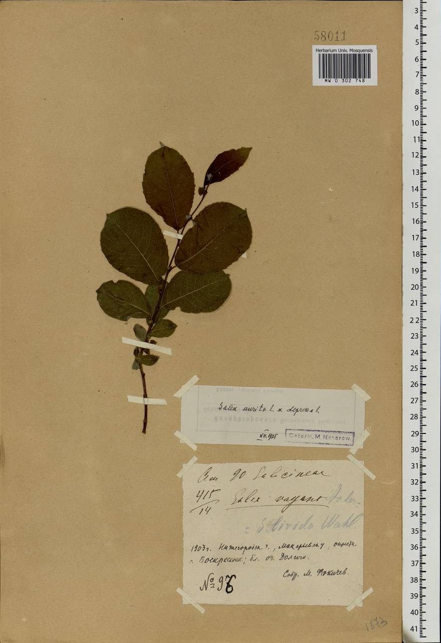 Salix aurita × starkeana, Eastern Europe, Volga-Kama region (E7) (Russia)
