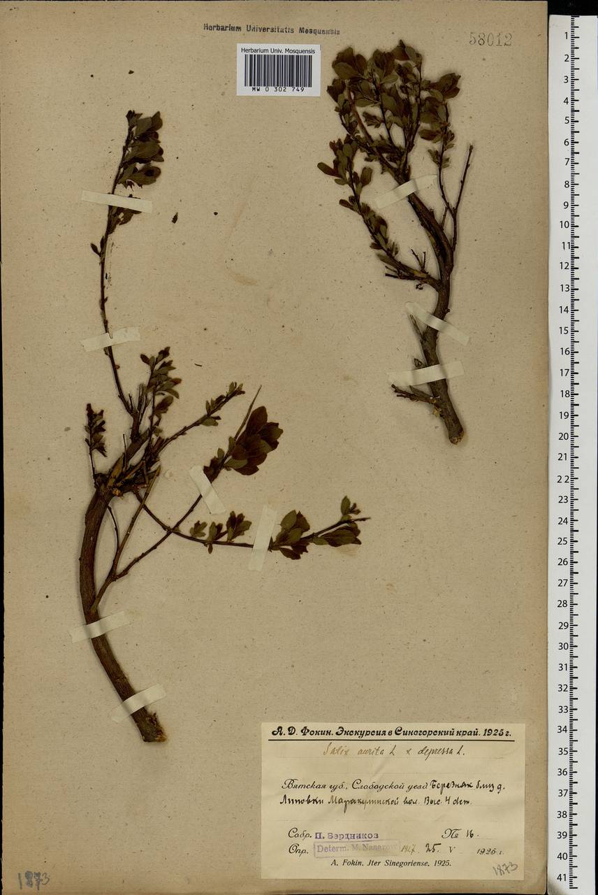 Salix aurita × starkeana, Eastern Europe, Volga-Kama region (E7) (Russia)