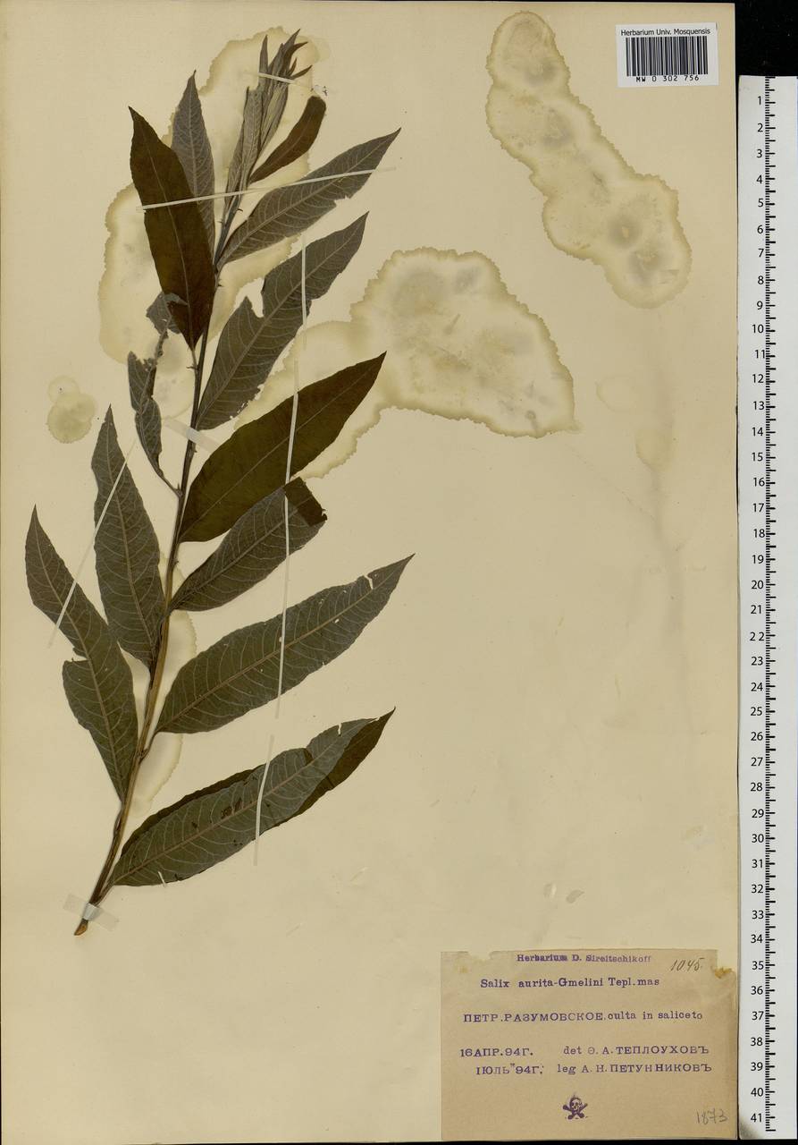 Salix aurita × dasyclados, Eastern Europe, Moscow region (E4a) (Russia)