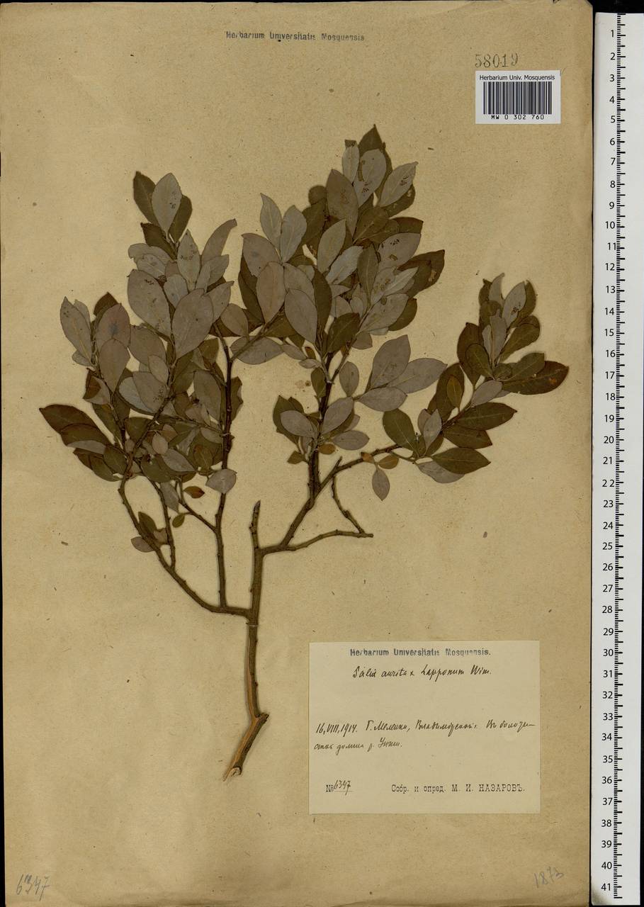 Salix aurita × lapponum, Eastern Europe, Central region (E4) (Russia)