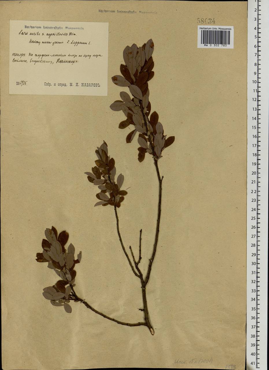 Salix aurita × lapponum × myrtilloides, Eastern Europe, Moscow region (E4a) (Russia)