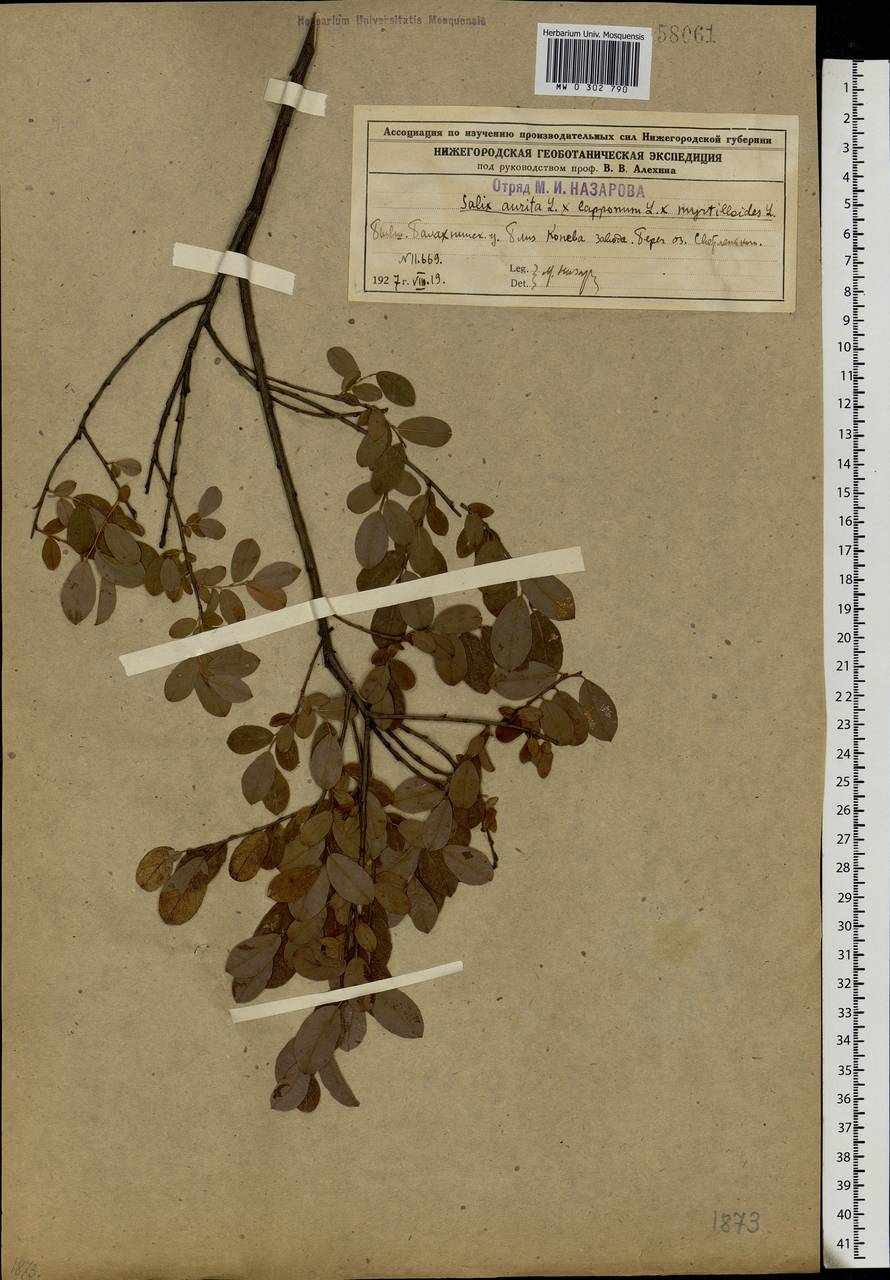 Salix aurita × lapponum × myrtilloides, Eastern Europe, Volga-Kama region (E7) (Russia)