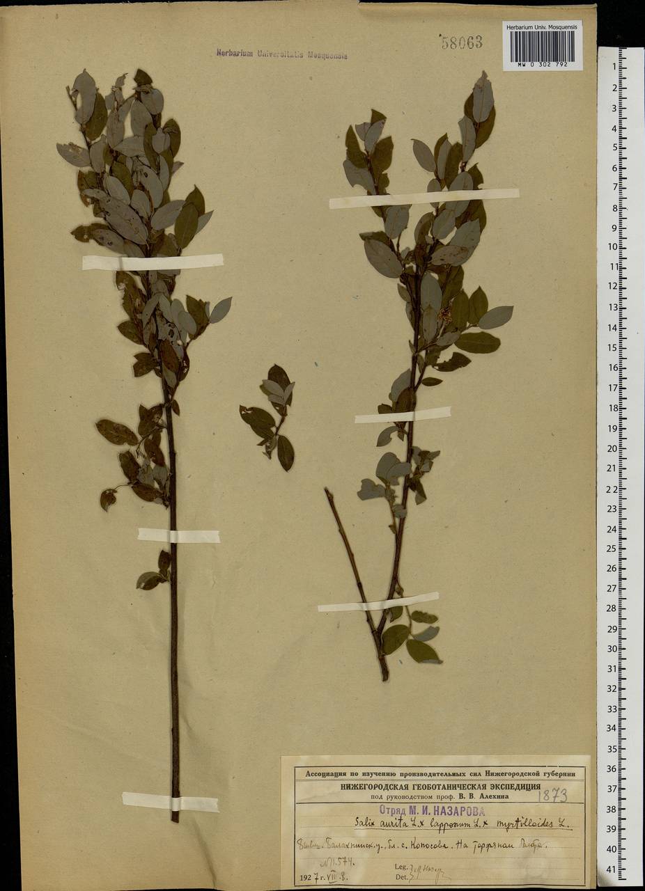 Salix aurita × lapponum × myrtilloides, Eastern Europe, Volga-Kama region (E7) (Russia)
