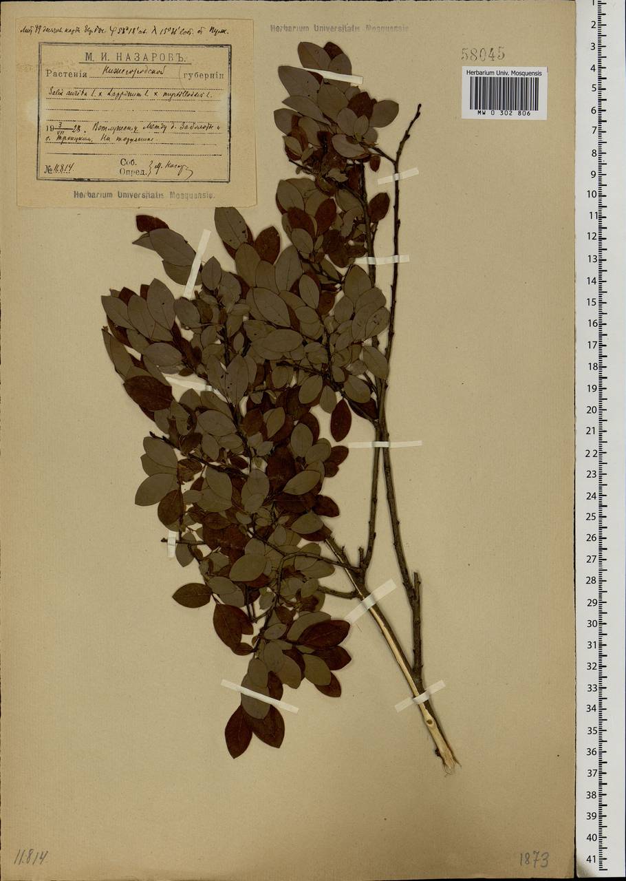 Salix aurita × lapponum × myrtilloides, Eastern Europe, Central forest region (E5) (Russia)