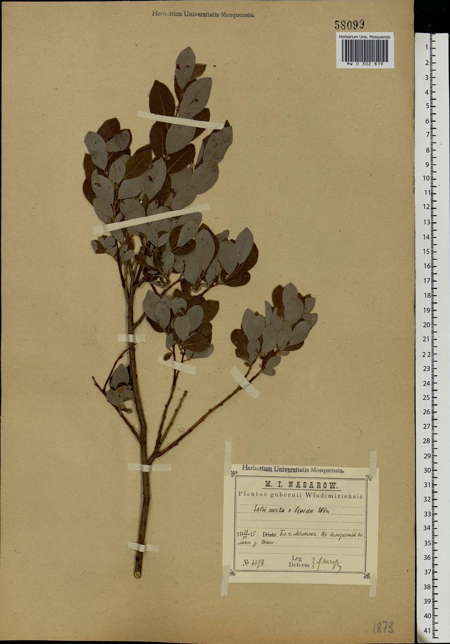 Salix aurita × livida, Eastern Europe, Central region (E4) (Russia)