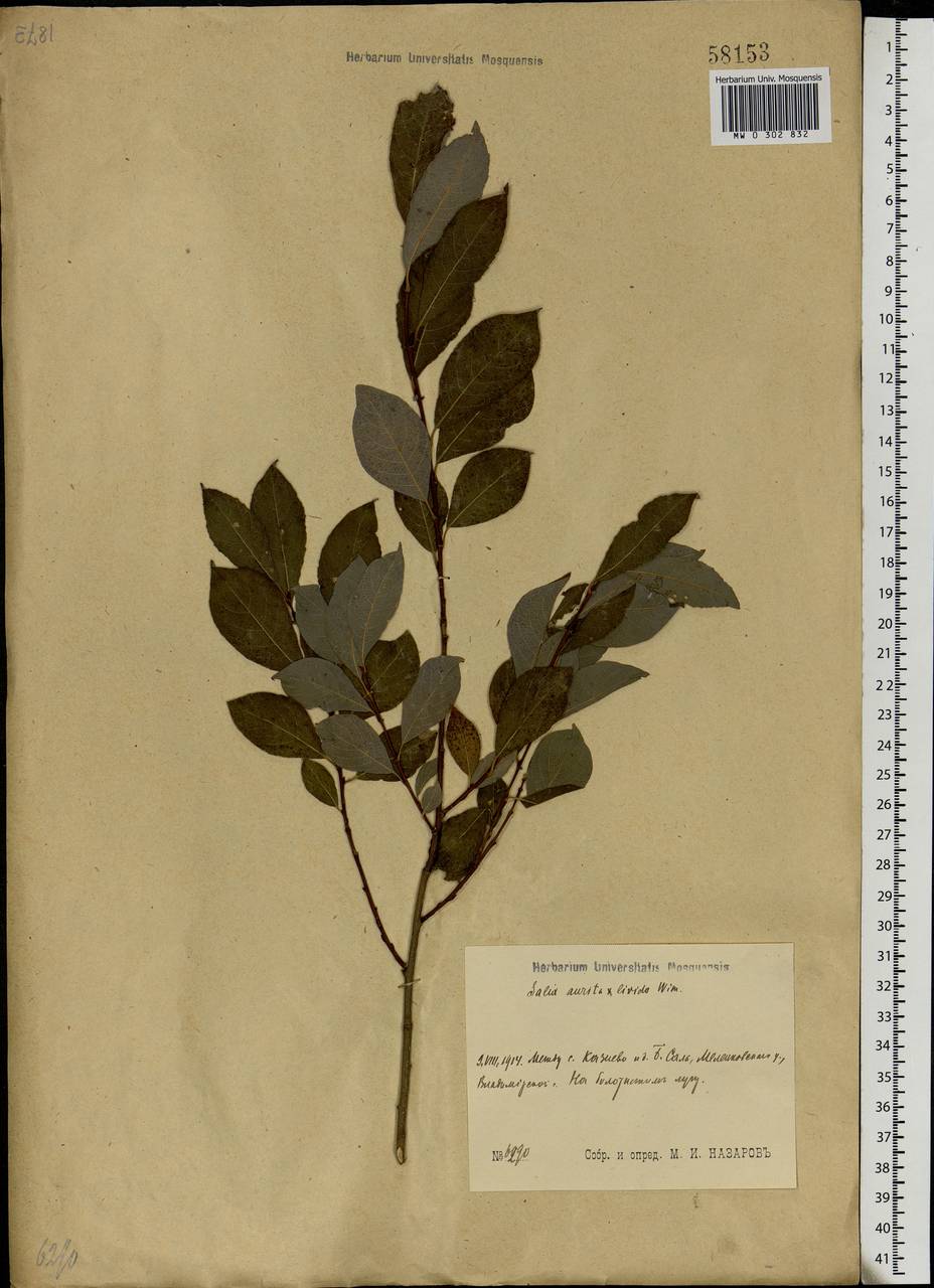 Salix aurita × livida, Eastern Europe, Central region (E4) (Russia)