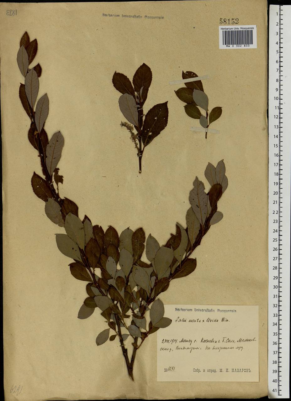 Salix aurita × livida, Eastern Europe, Central region (E4) (Russia)