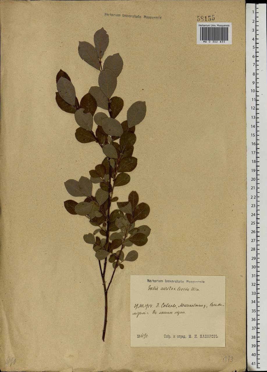 Salix aurita × livida, Eastern Europe, Central region (E4) (Russia)