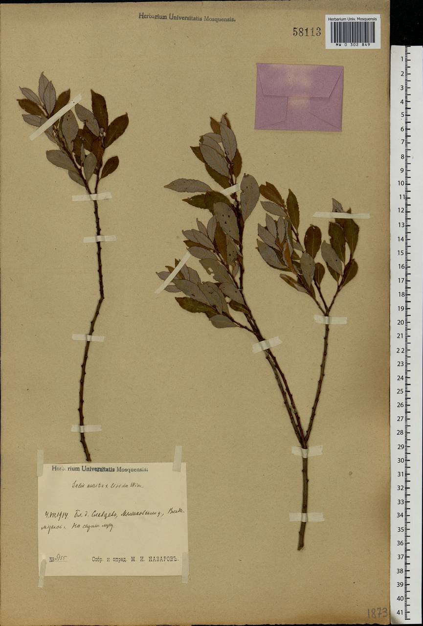 Salix aurita × livida, Eastern Europe, Central region (E4) (Russia)