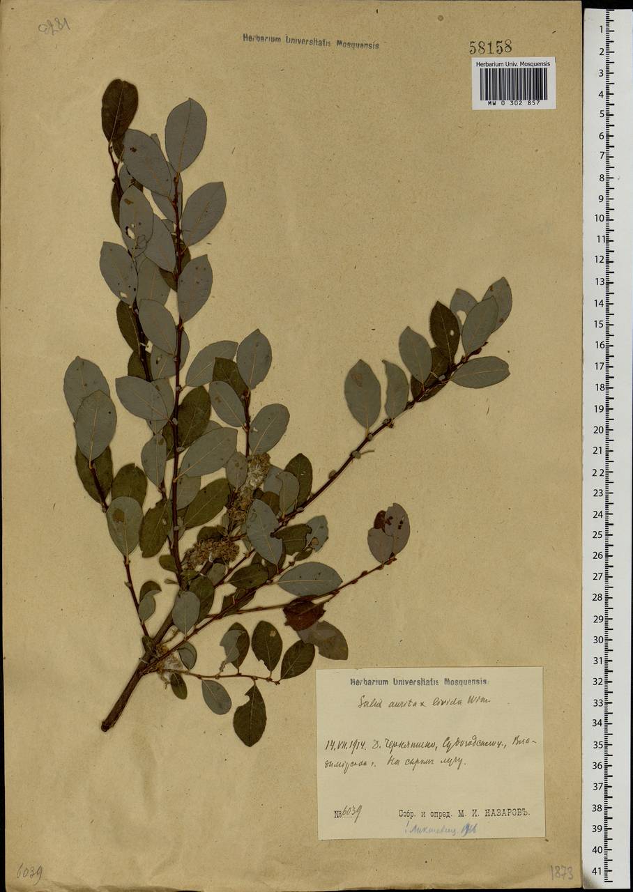 Salix aurita × livida, Eastern Europe, Moscow region (E4a) (Russia)