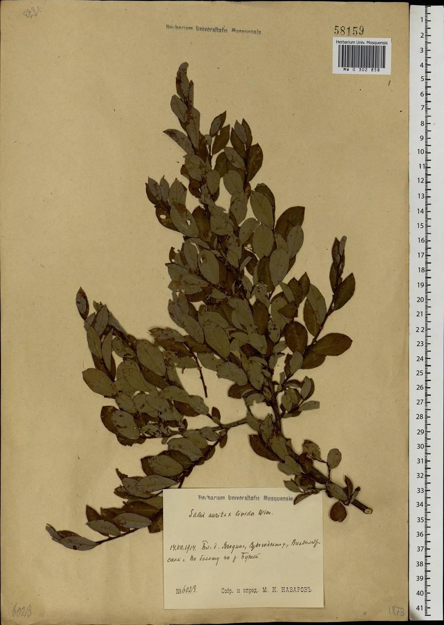 Salix aurita × livida, Eastern Europe, Central region (E4) (Russia)