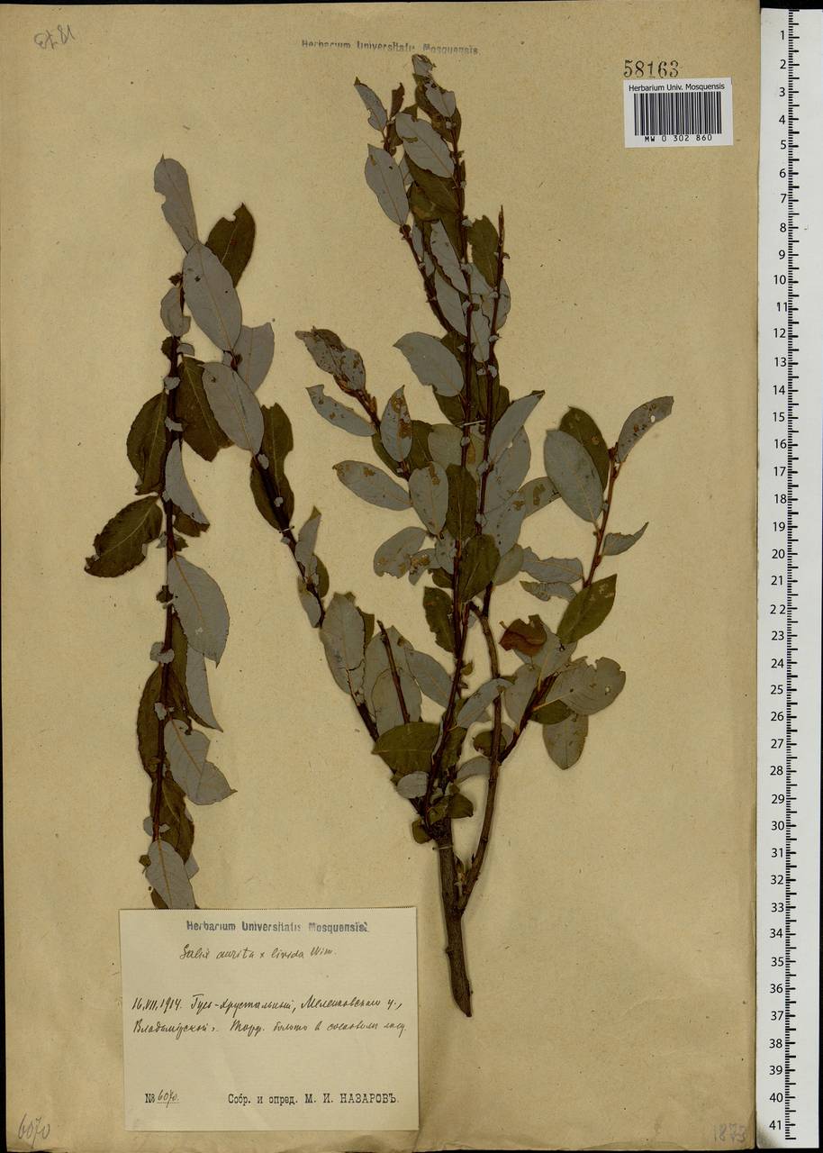 Salix aurita × livida, Eastern Europe, Central region (E4) (Russia)