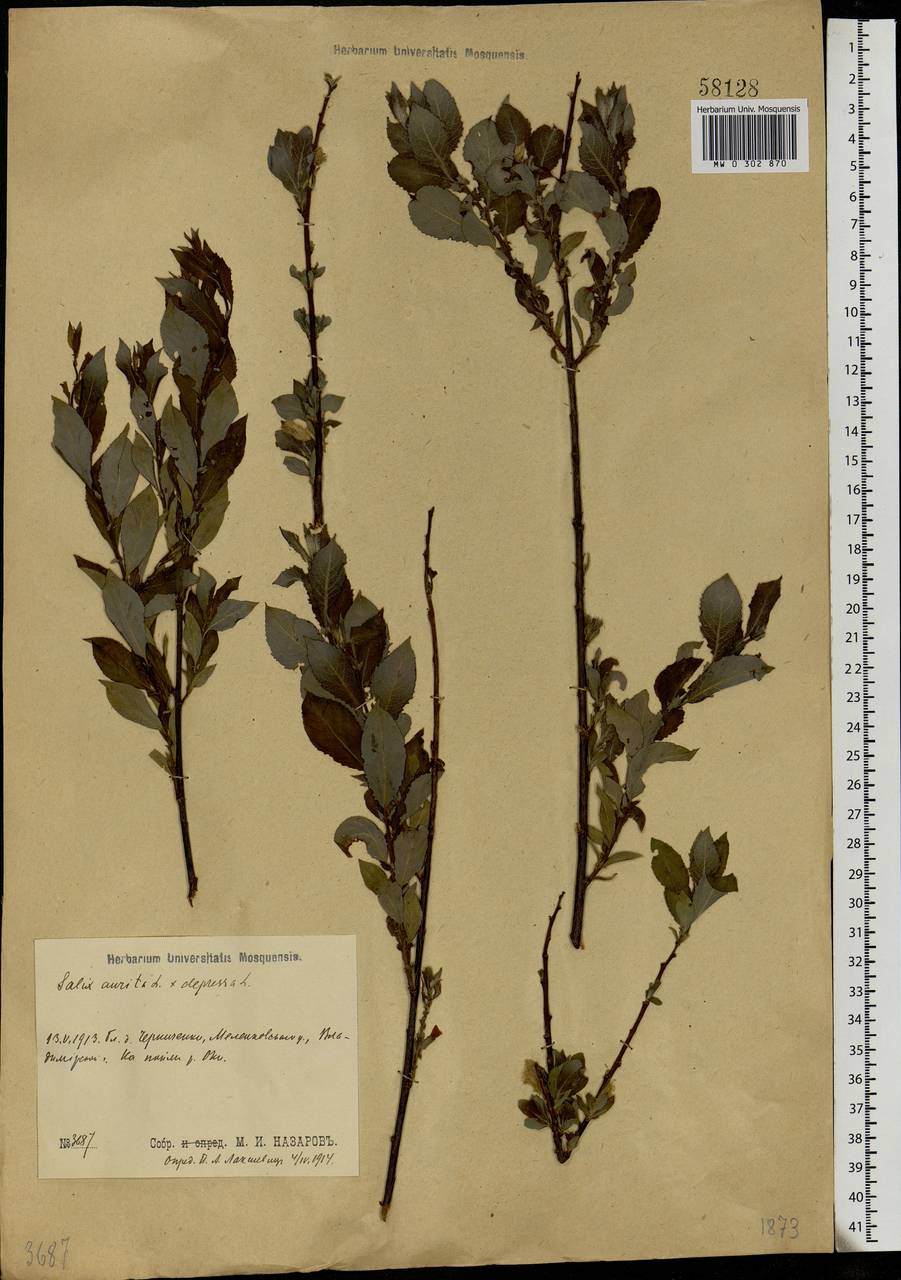 Salix aurita × livida, Eastern Europe, Central region (E4) (Russia)