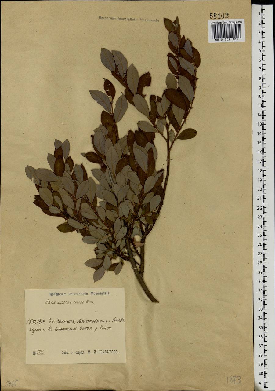Salix aurita × livida, Eastern Europe, Central region (E4) (Russia)