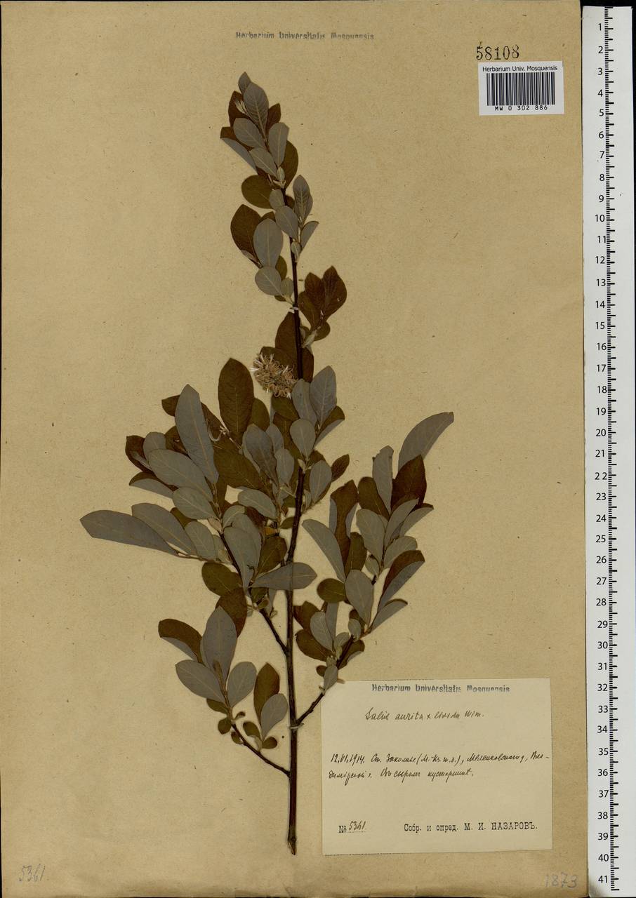 Salix aurita × livida, Eastern Europe, Central region (E4) (Russia)