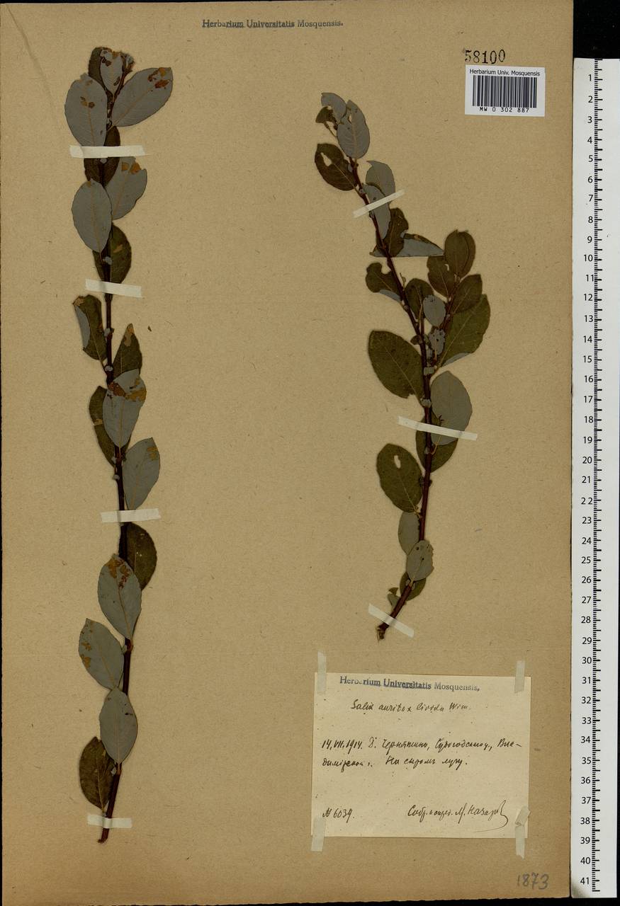 Salix aurita × livida, Eastern Europe, Moscow region (E4a) (Russia)