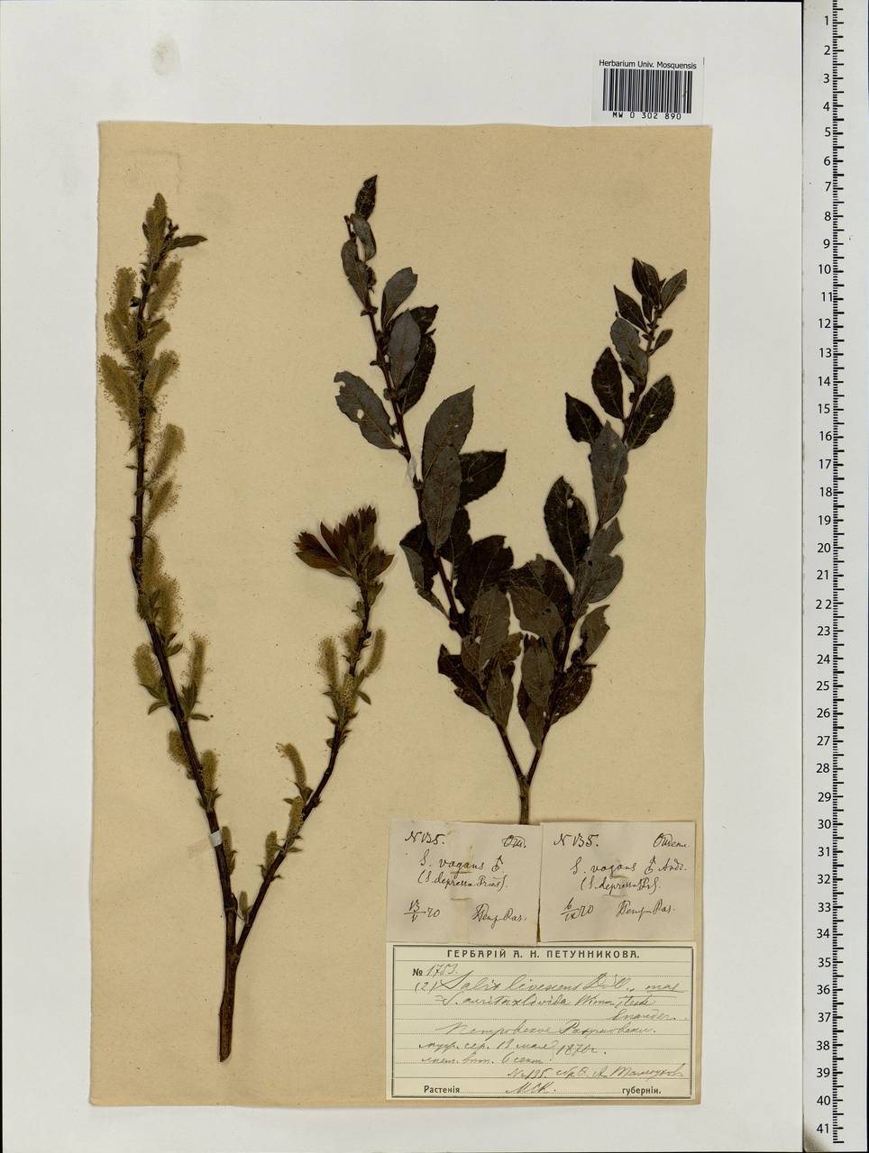 Salix aurita × starkeana, Eastern Europe, Moscow region (E4a) (Russia)