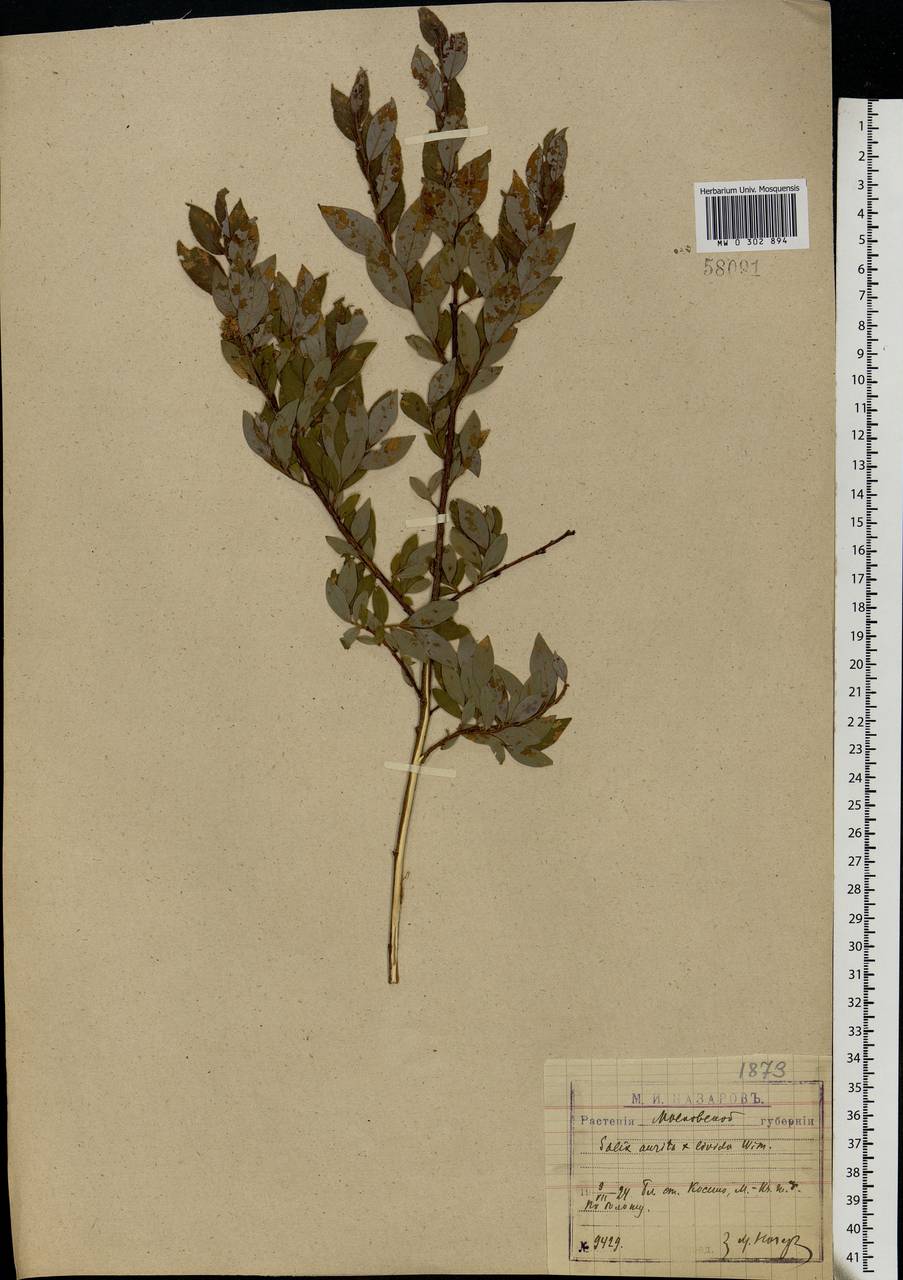 Salix aurita × starkeana, Eastern Europe, Moscow region (E4a) (Russia)