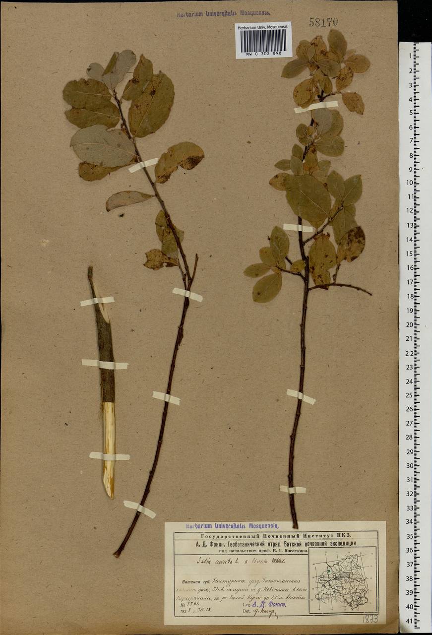 Salix aurita × starkeana, Eastern Europe, Volga-Kama region (E7) (Russia)