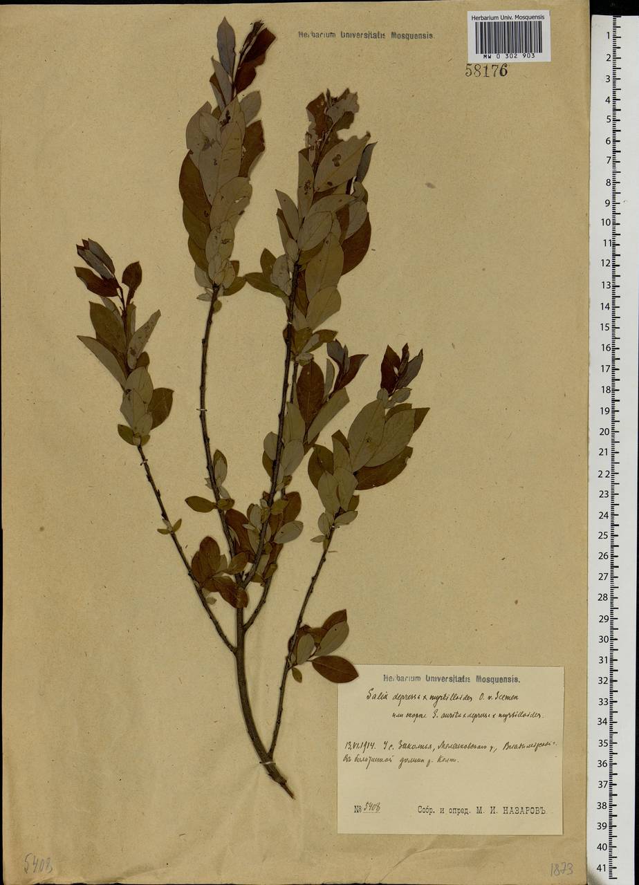 Salix aurita × starkeana × myrtilloides, Eastern Europe, Central region (E4) (Russia)
