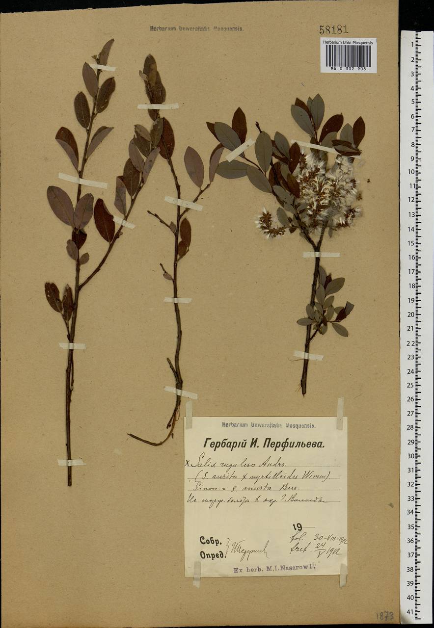 Salix myrsinifolia subsp. myrsinifolia, Eastern Europe, Northern region (E1) (Russia)